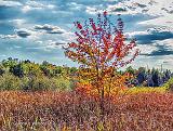 First Autumn Tree_DSCF4823-5